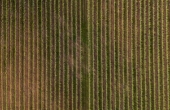 winnicaturnau2025_winnica_ptaki_4.jpg
