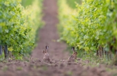 winnicaturnau_2025_natura_zwierzeta.jpg