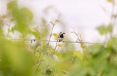 winnicaturnau_2025_natura_zwierzeta_5.jpg