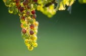 winnicaturnau_2025_natura_zwierzeta_7.jpg